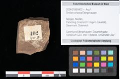 Foto (Objekt + Etikett) von Smilax coriacea Ettingshausen (NHMW-GEO-2024-0188-0402)